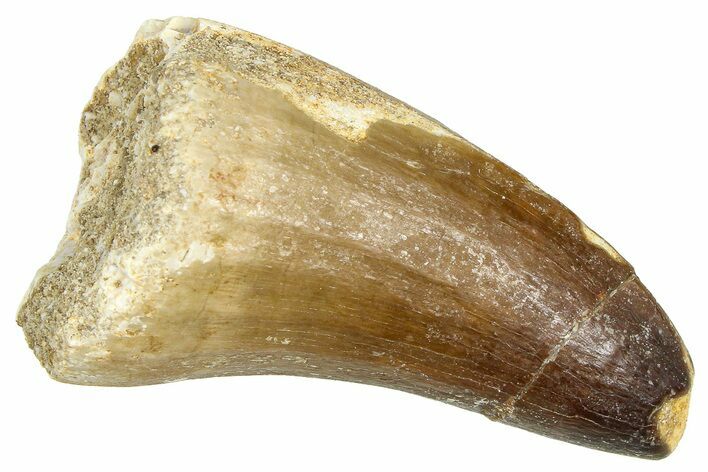 Fossil Mosasaur (Prognathodon currii) Tooth - Rare Type #374530
